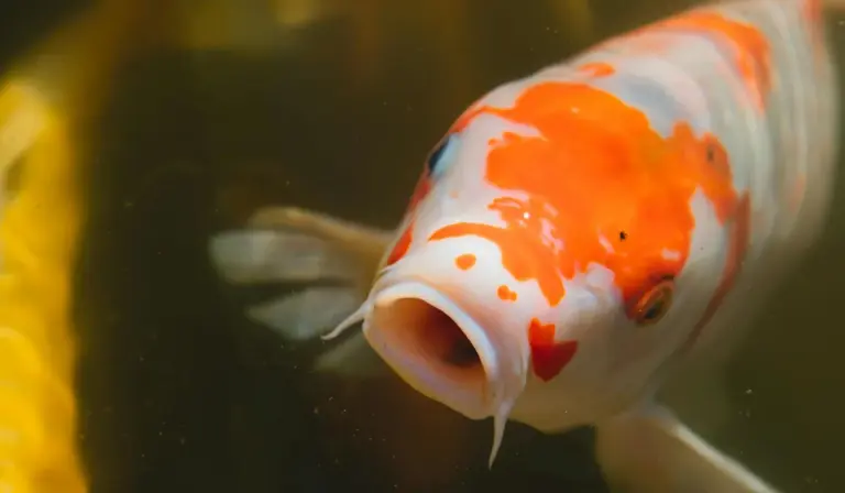 Close-up of an orange-and-white koi fish in an aquarium, with the fish’s mouth open and vibrant colors visible.