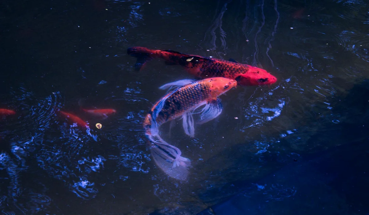 Two koi fish swimming in dark blue water.