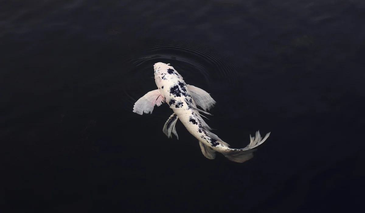 White and black koi-like fish swimming in dark water