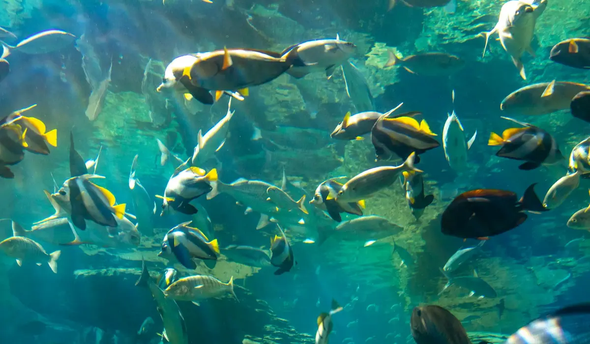 Vibrant tropical fish swimming in a large 55+ gallon aquarium