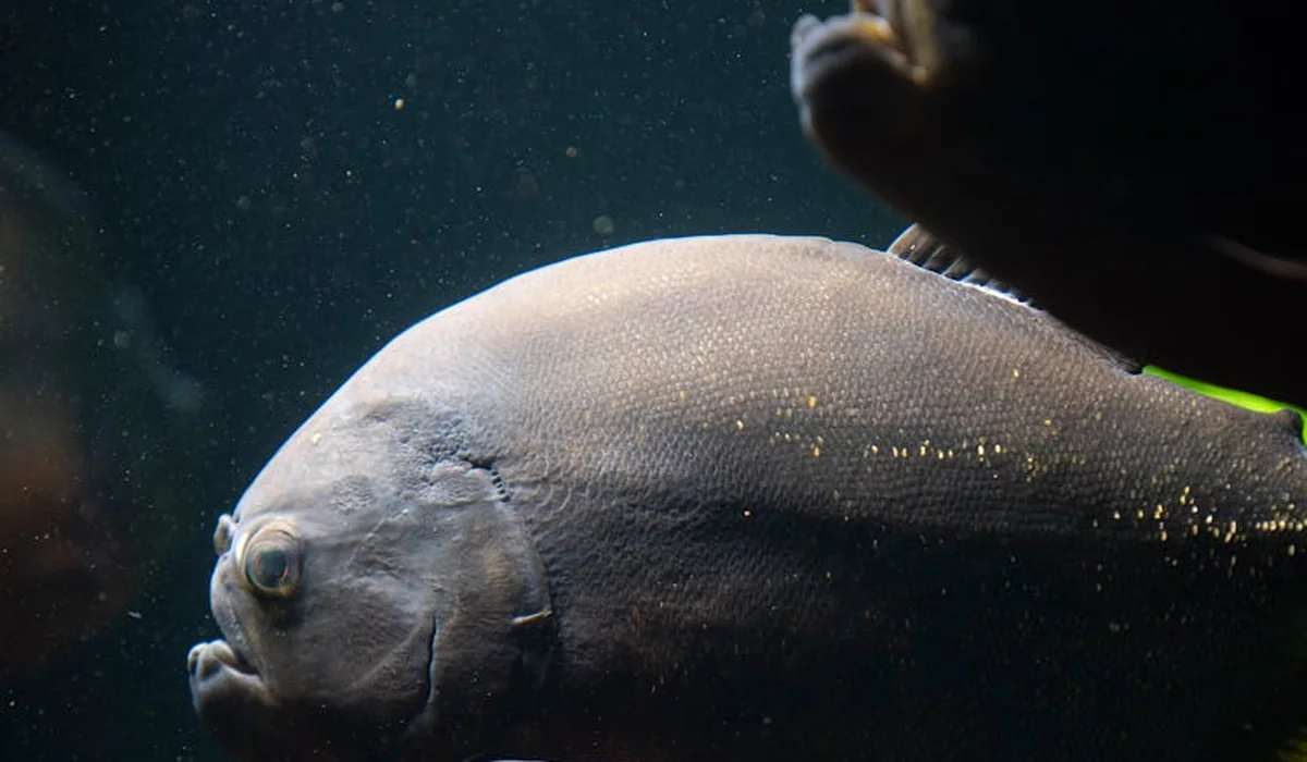 Close-up of a large silvery fish in a dark aquarium, highlighting scale and focal points for aquascaping in planted tanks.