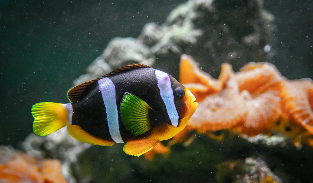 Colorful saltwater reef fish swimming near coral in a home aquarium, highlighting lighting and equipment considerations for beginners.