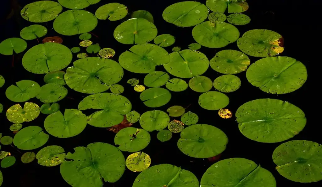 Are Water Clarifiers Actually Safe for Your Fish? The Clear Answer