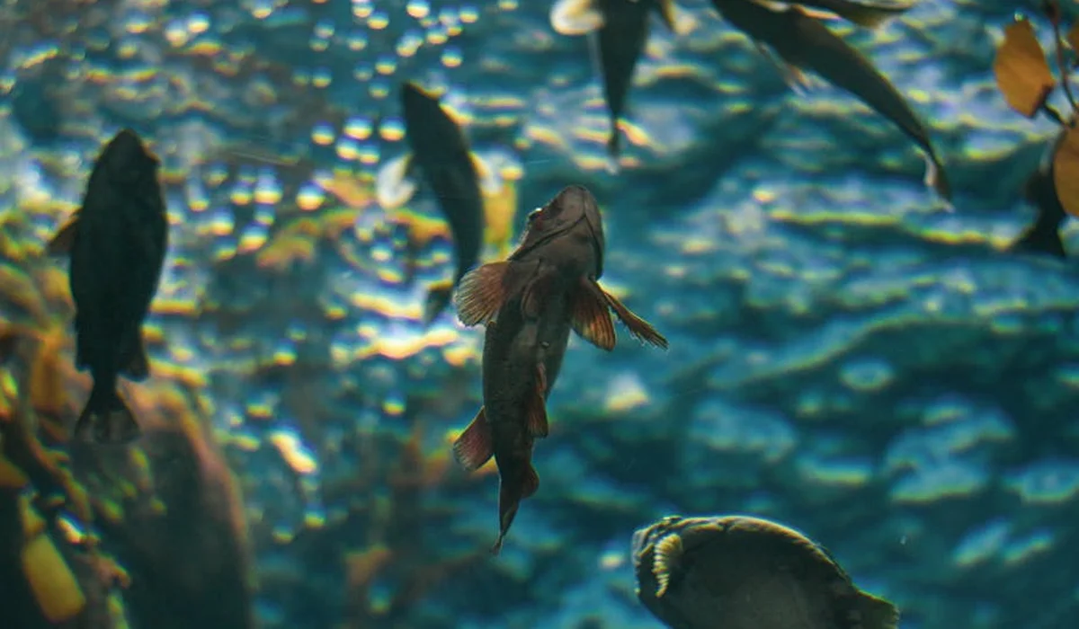Fish swimming among live aquatic plants in a clear blue aquarium, illustrating a healthy tank.