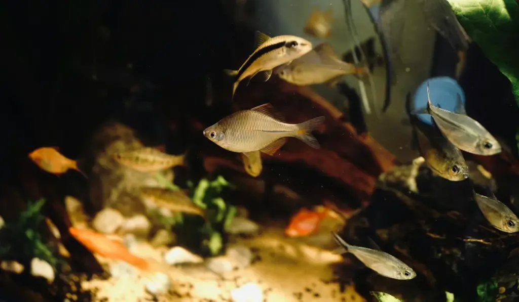 Live Plants: The Surprising Advantages for a Thriving Aquarium