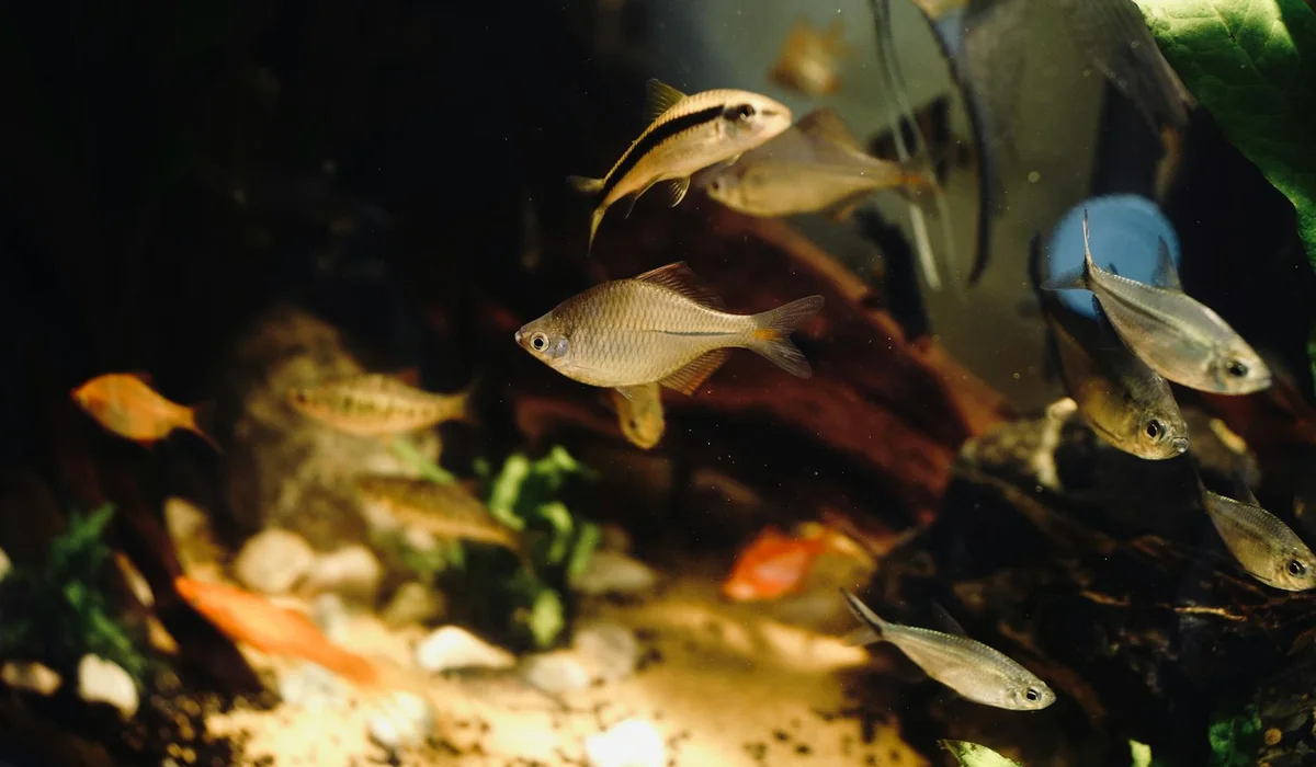 Small freshwater fish swimming around rocks and aquatic plants in a home aquarium.