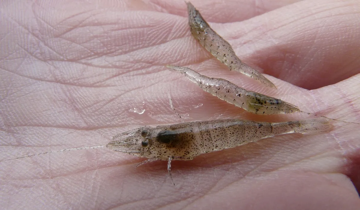 Two small translucent shrimp resting on an open palm