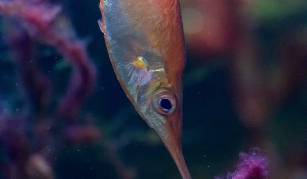 How to Clean Your Fish Tank: A Gallon-by-Gallon Guide for Sparkling Water