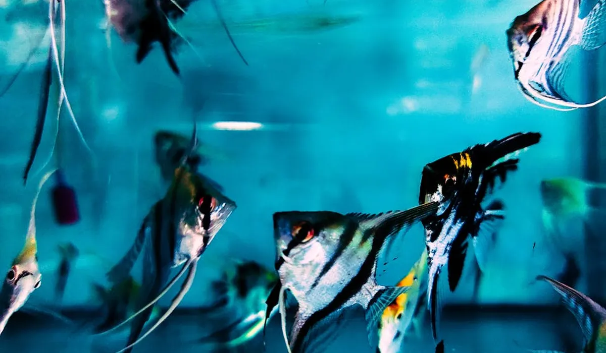 Angelfish swimming in a blue-lit home aquarium, illustrating choices between wild-caught and captive-bred fish for beginners.