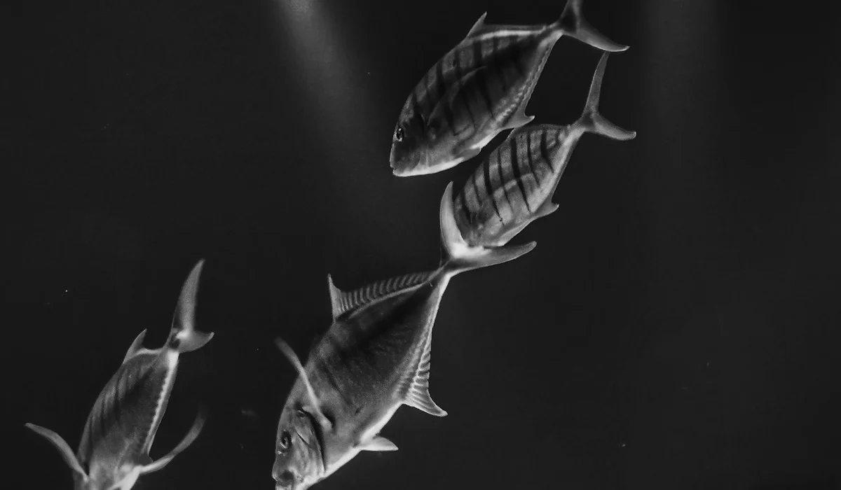 Black-and-white photo of several fish swimming in a dim aquarium