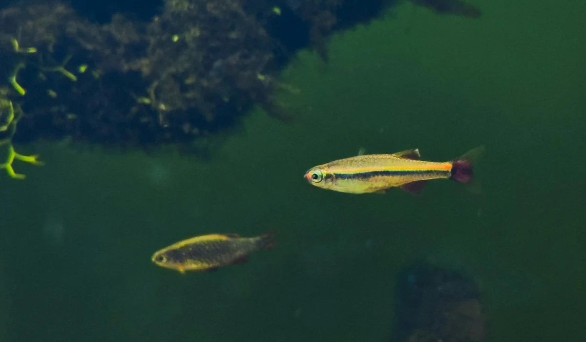 Two small tropical fish swim in a green aquarium with rocks and aquatic plants in the background