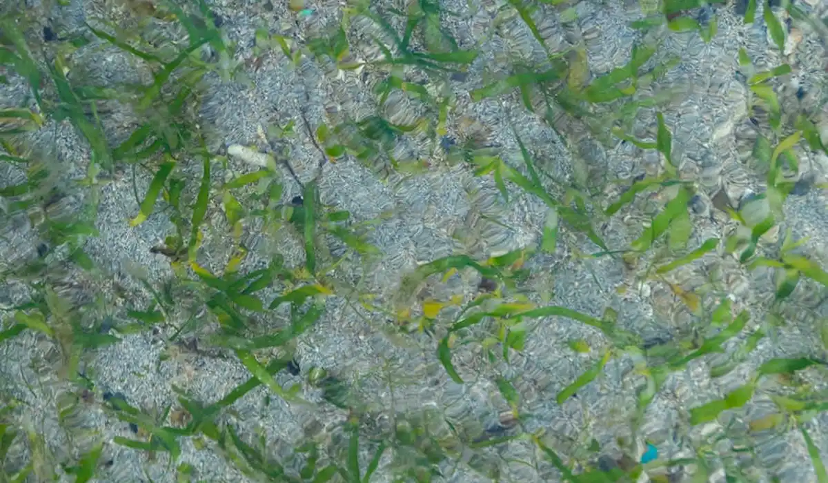 Green algae growth on an aquarium substrate with scattered plant material