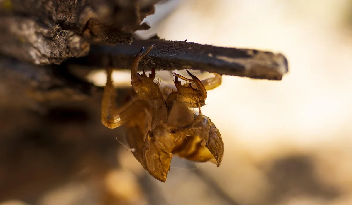Close-up of a crustacean molt clinging to a twig under warm light.