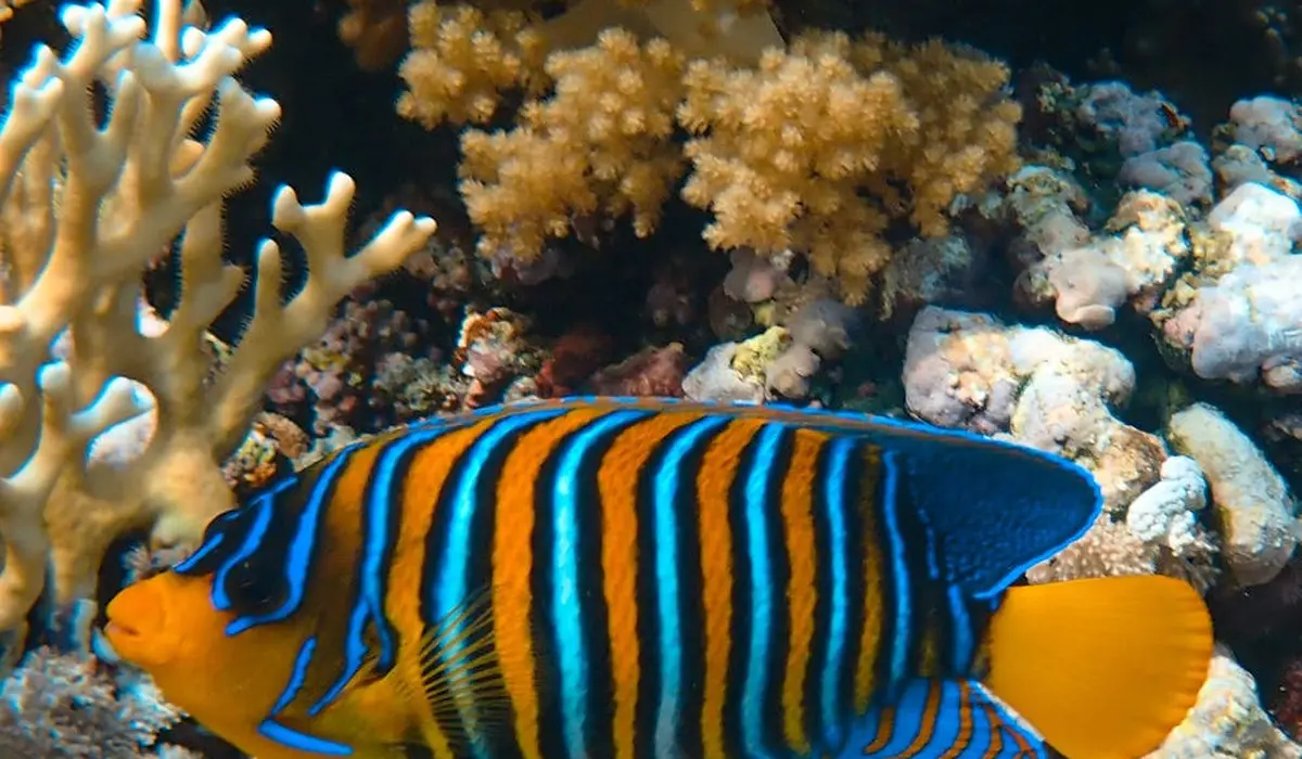 Bright orange and blue striped tropical fish swimming among coral in an aquarium