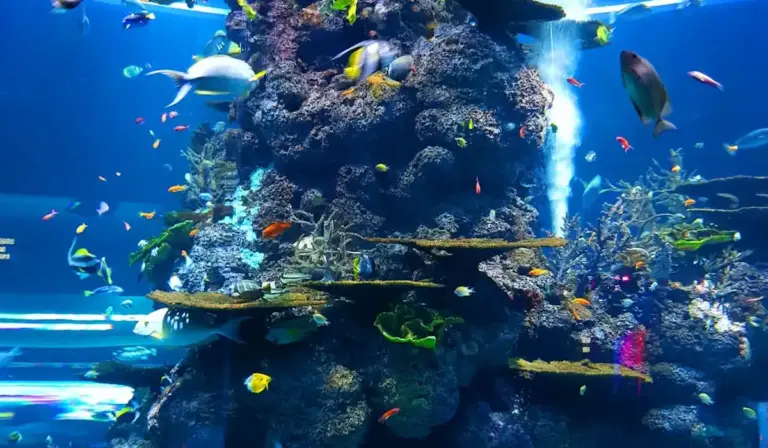 Vibrant reef aquarium filled with colorful tropical fish and coral formations.