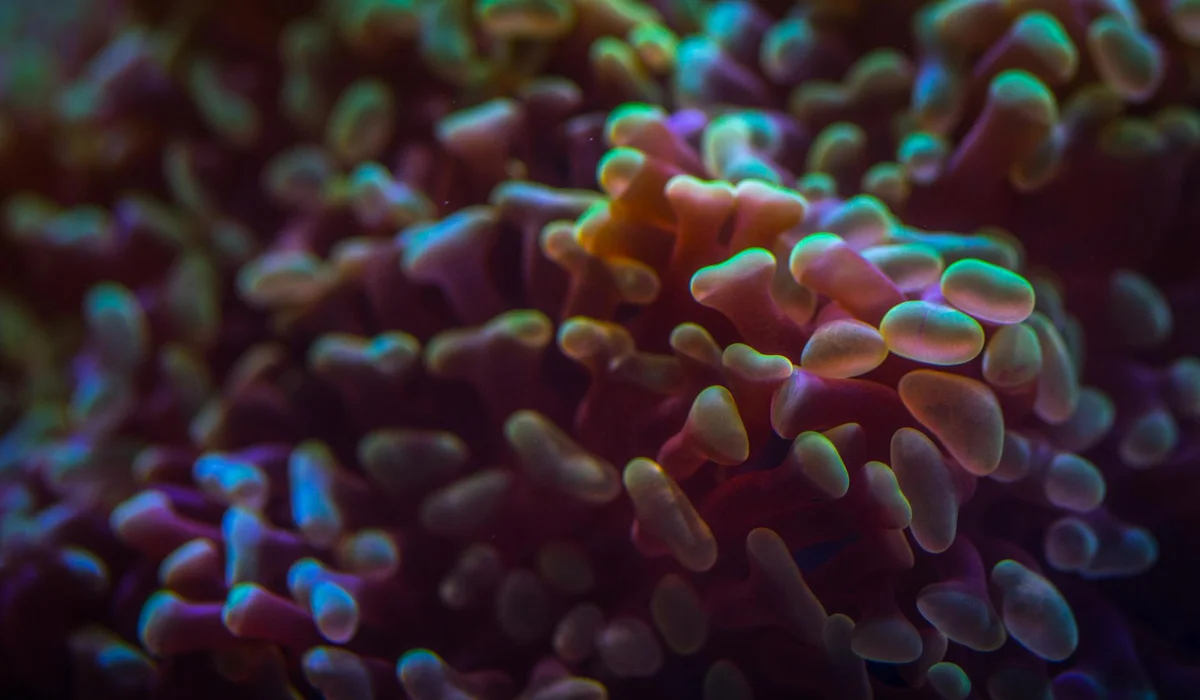 Close-up of colorful coral polyps in a nano reef tank