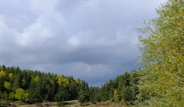 Tree-lined landscape with a cloudy sky over a grassy field