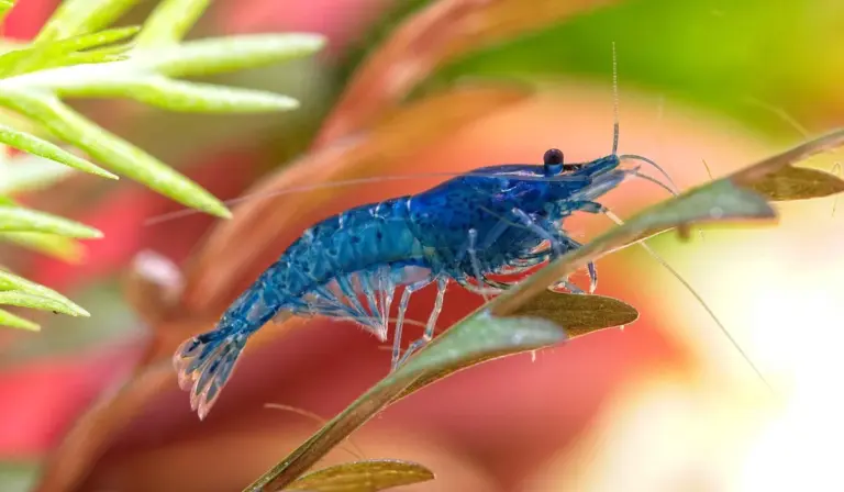 Blue Neocaridina shrimp perched on a green plant stem in a planted freshwater aquarium.
