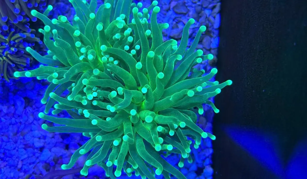 Close-up of a neon green sea anemone-like coral with long tentacles glowing under blue aquarium lighting