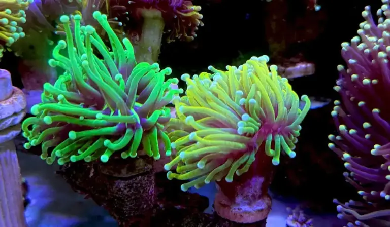 Colorful neon-green and purple aquarium corals anchored to rocks in a reef tank.