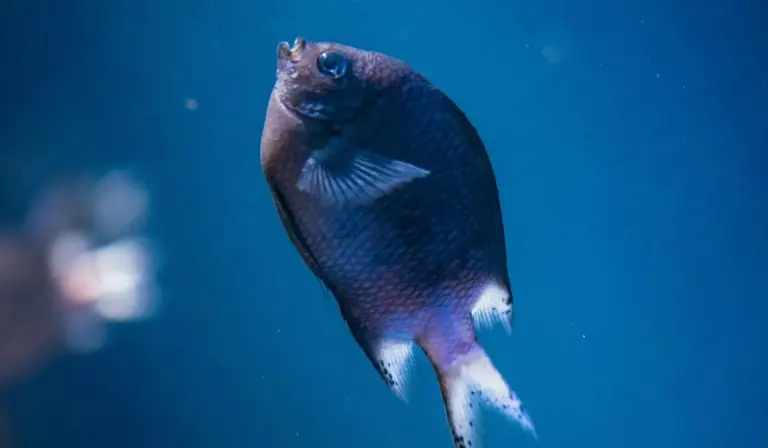 Blue fish swimming in a clear blue aquarium