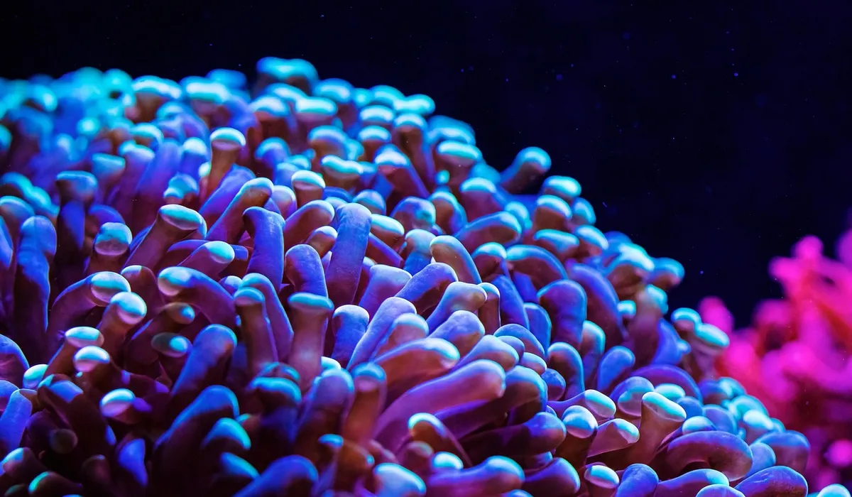 Macro shot of a purple-blue coral in an illuminated aquarium, showcasing vibrant polyps and a clear, healthy tank.