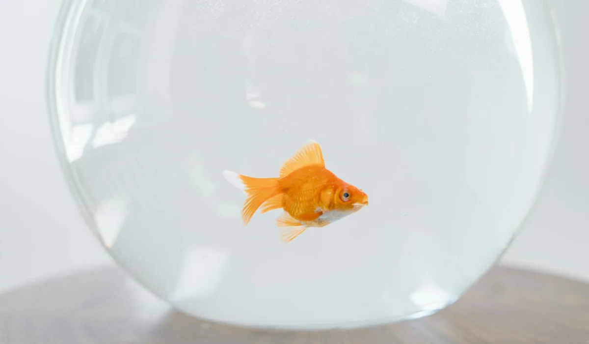 Orange fish swimming inside a clear glass bowl