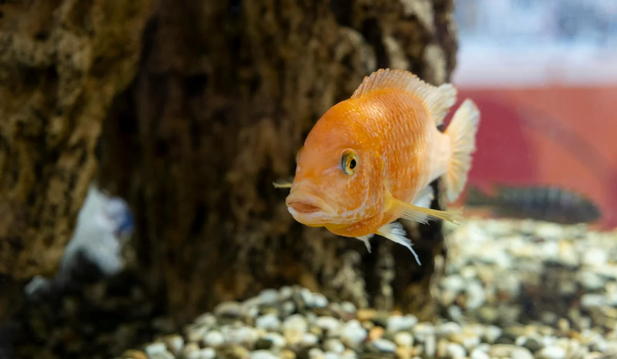 Orange fish swimming near decorative rock and gravel in an aquarium.