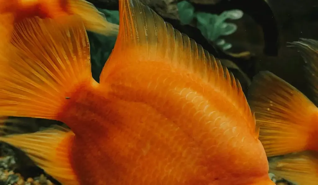 The 7 Essential Nutrients Your Aquarium Plants Crave (And How to Provide Them)