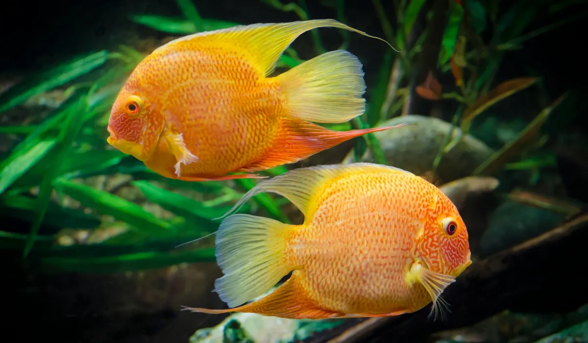 Two bright orange discus fish swimming in a lush freshwater aquarium with green plants.