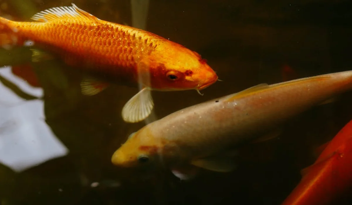 Two orange goldfish swimming in a dimly lit home aquarium