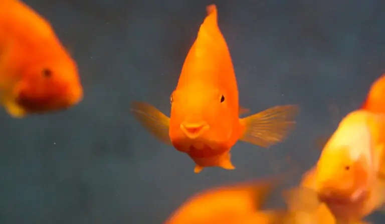 Close-up of a bright orange goldfish swimming in an aquarium.
