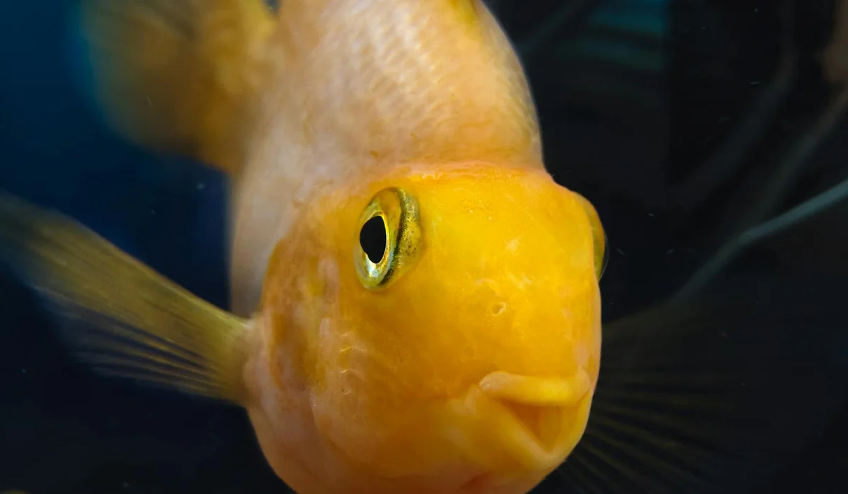 Close-up of a bright orange goldfish facing the camera in a dark aquarium