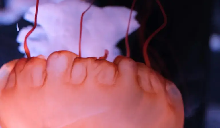 Close-up image of an orange jellyfish with long red tentacles in a dimly lit saltwater tank.