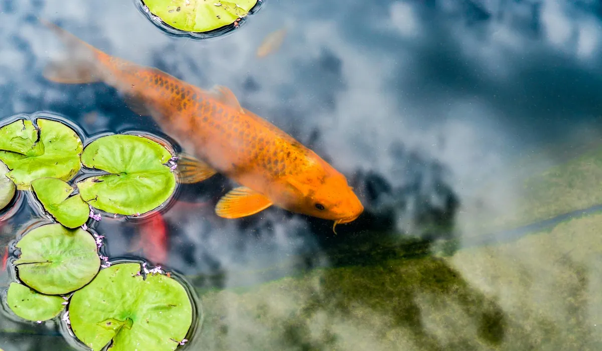 Bright orange koi fish swimming near green lily pads in a glass aquarium