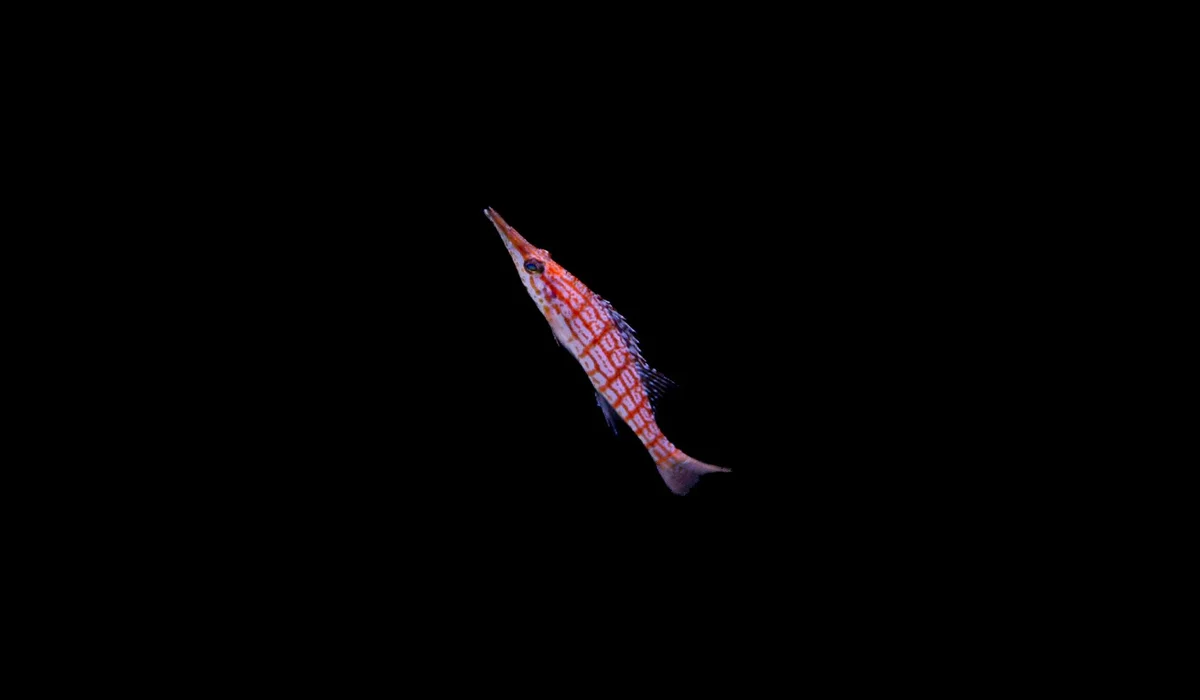 Small orange striped fish against a black background.