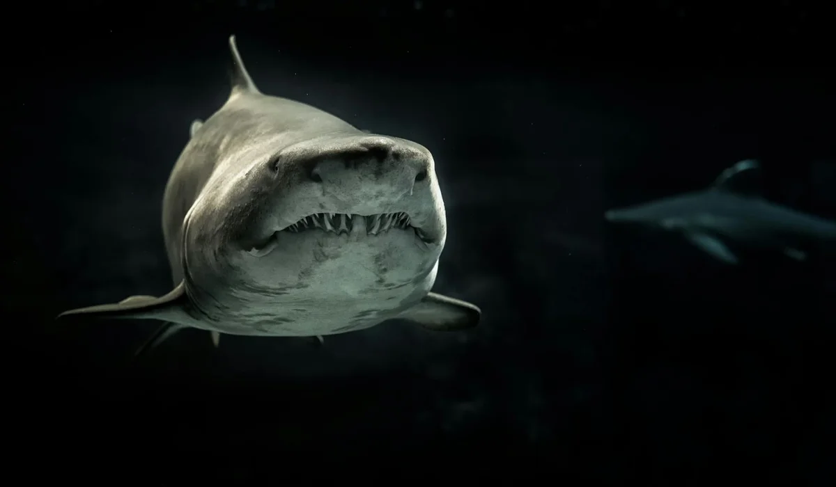 Close-up of a shark swimming toward the camera in dark water.