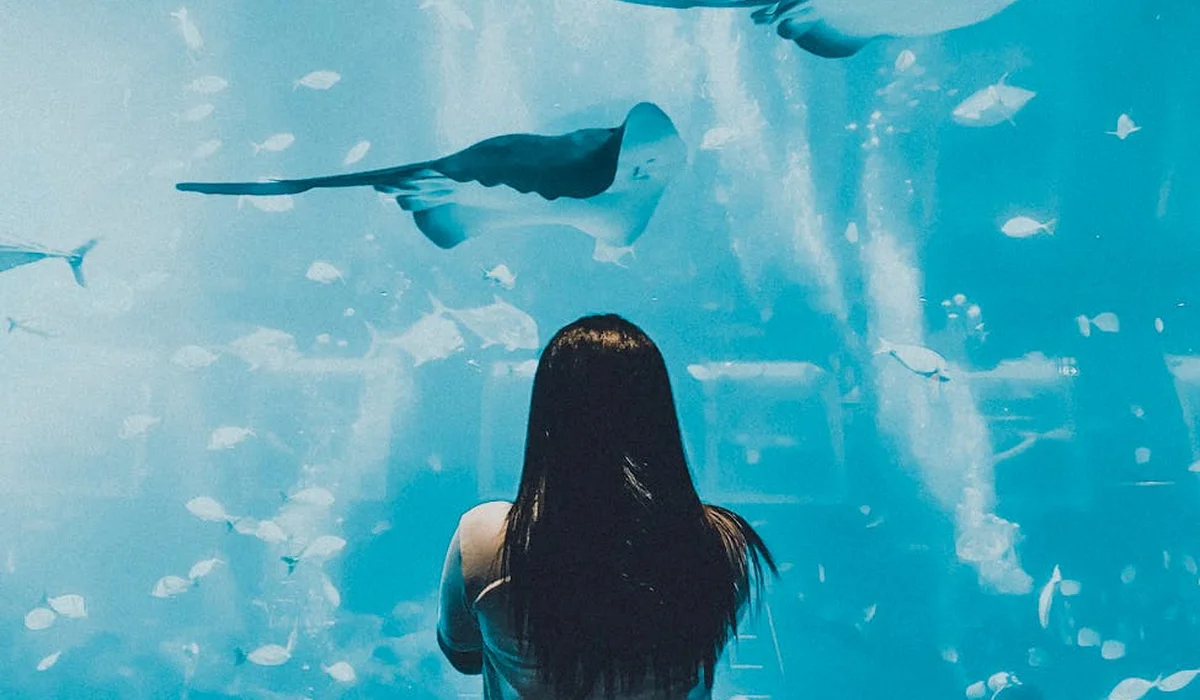 A person with long hair seen from behind, observing a manta ray and small fish inside a large aquarium.