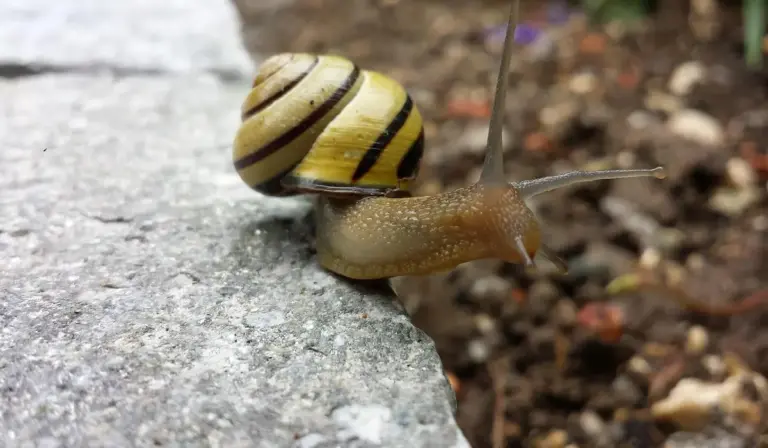 A snail with a yellow shell and dark brown stripes crawling along a rough gray stone surface.