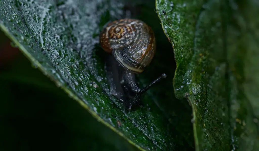 Your Guide to Effective Pest Snail Removal: Reclaim Your Tank