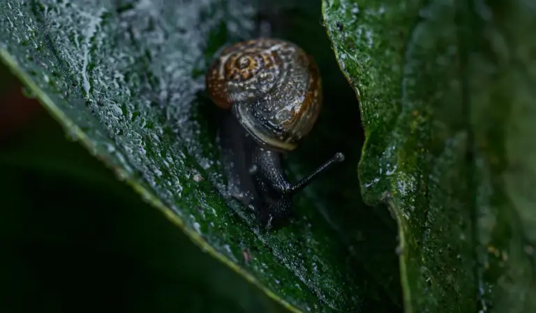 Close-up of a small brown garden snail on a green leaf