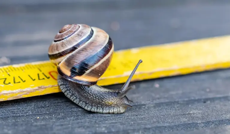 Striped snail on a dark wooden surface with a yellow measuring tape in the background.