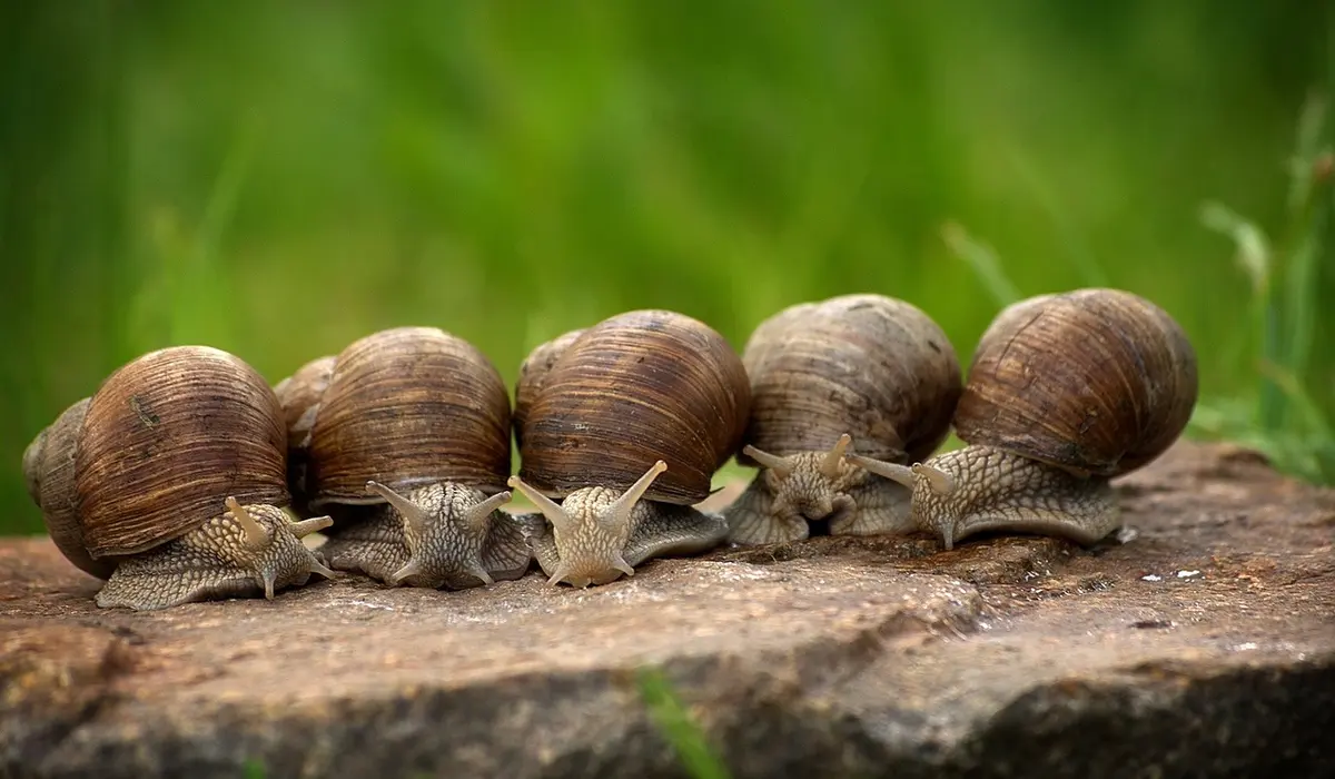 Group of brown garden snails with coiled shells on a rock, blurred green background