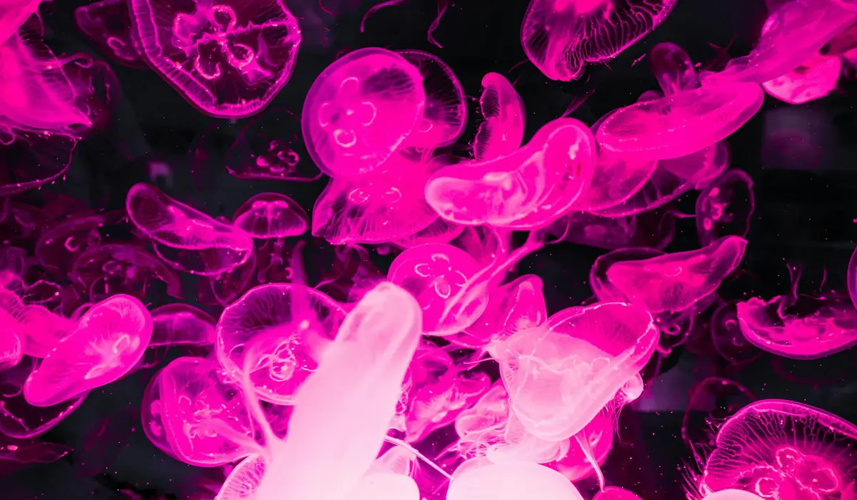 Cluster of glowing pink jellyfish illuminated in a dark aquarium