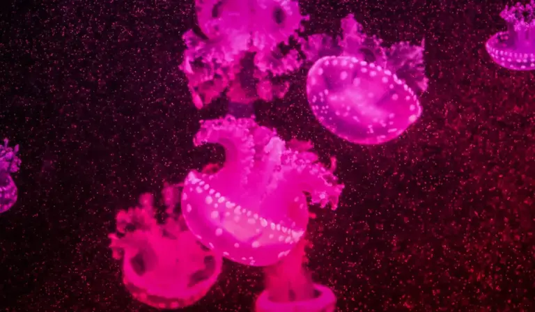 Close-up of pink jellyfish in a dark aquarium.