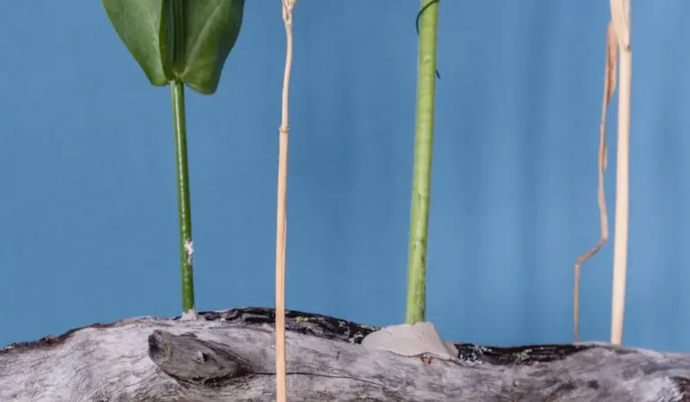 Close-up of plant shoots growing through a weathered log against a blue background.