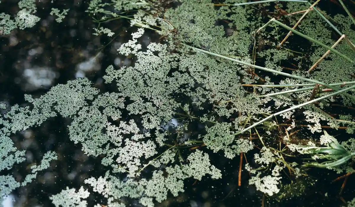 Aquarium water surface densely covered with light-colored algae clusters and several plant stems crossing the surface.
