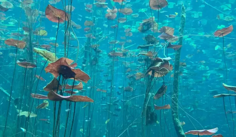 Underwater view of a densely planted aquarium with numerous vertical stems and broad leaves, creating a lush aquascape in clear blue water.