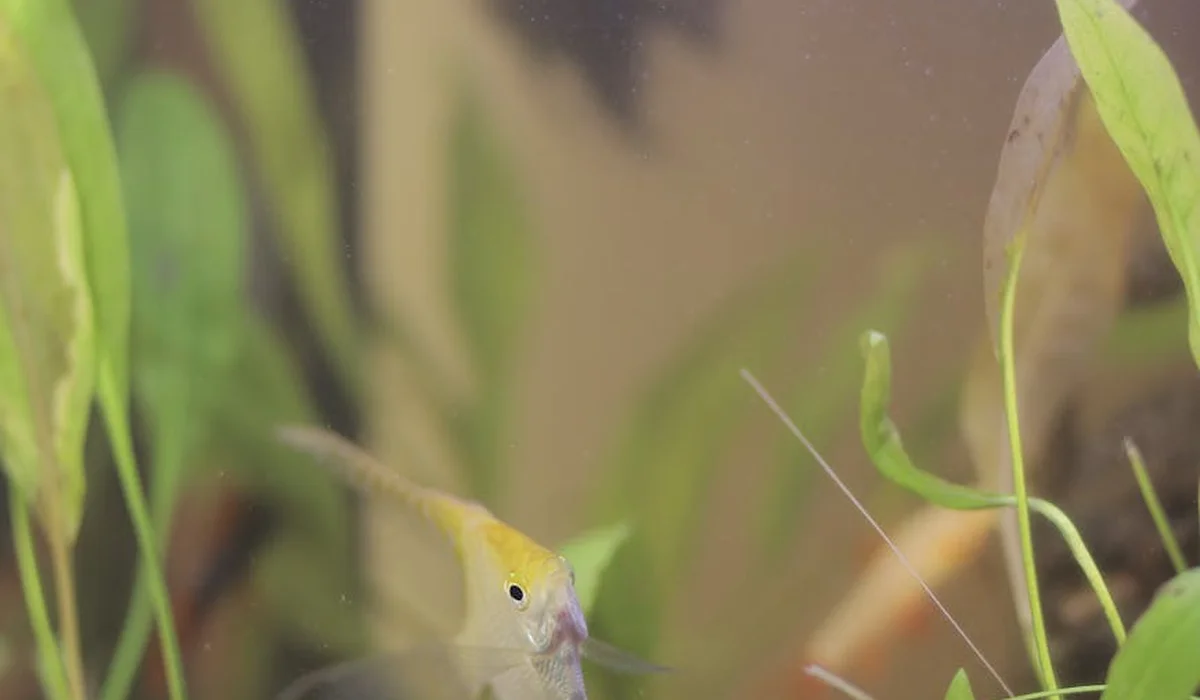 A planted aquarium with green aquatic plants and a pale fish in the foreground, suggesting algae management challenges in a CO2-rich planted tank.