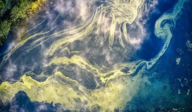 Abstract view of yellow-green algae swirls on dark water, illustrating an algae bloom